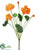 Nasturtium Bush - Orange - Pack of 12