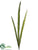 Flax Leaf Spray - Variegated - Pack of 12