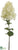 Hydrangea Spray - Cream - Pack of 12