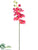 Phalaenopsis Orchid Spray - Tea Berry - Pack of 12