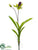 Lady's Slipper Orchid Plant - Green Burgundy - Pack of 12