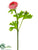 Silk Plants Direct Ranunculus Spray - Cream - Pack of 12