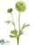 Ranunculus Spray - Green - Pack of 12