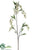 Clerodendrum Spray - White - Pack of 4