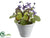 Viola - Lavender - Pack of 6