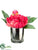 Peony - Beauty - Pack of 12