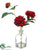 Dahlia - Wine - Pack of 12