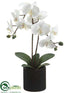 Silk Plants Direct Phalaenopsis Orchid Plant - Cream Yellow - Pack of 6