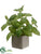 Basil - Green - Pack of 6