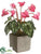 Cyclamen - Beauty - Pack of 6