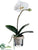 Phalaenopsis Orchid Plant - White Green - Pack of 6