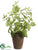 Basil - Green - Pack of 4