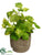 Basil - Green - Pack of 6