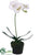 Phalaenopsis Orchid Plant - White - Pack of 6