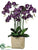 Phalaenopsis Orchid Plant - Purple - Pack of 1