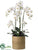 Phalaenopsis Orchid Plant - White - Pack of 1