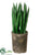 Sansevieria - Green - Pack of 6