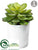 Echeveria - Green - Pack of 6