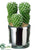 Thumb Cactus - Green - Pack of 12