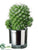 Hedgehog Cactus - Green - Pack of 12