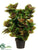 Coleus Plant - Green Red - Pack of 2