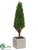 Baby's Tear Cone Topiary - Green - Pack of 4