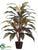 Cordyline Plant - Red Green - Pack of 4