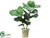 Fiddle Leaf Fig Plant - Green - Pack of 1