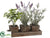 Herb - Green Lavender - Pack of 4