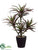 Dracaena Plant - Green Red - Pack of 6