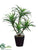 Dracaena Plant - Green Variegated - Pack of 6