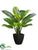 Rubber Plant - Green - Pack of 6