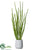 Snake Plant - Green - Pack of 2