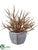 Twig - Brown Gray - Pack of 6