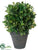 Boxwood Ball - Green - Pack of 12