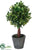 Boxwood Topiary Ball - Green - Pack of 12