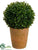 Boxwood Topiary Ball - Green - Pack of 4