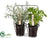 Rosemary, Parsley - Green - Pack of 4