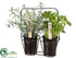 Silk Plants Direct Rosemary, Parsley - Green - Pack of 4