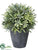 Rosemary Ball - Green - Pack of 4