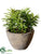 Succulent - Green - Pack of 4