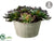 Echeveria - Green Burgundy - Pack of 4