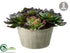 Silk Plants Direct Echeveria - Green Burgundy - Pack of 4