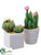 Cactus - Assorted - Pack of 3