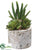 Cactus, Succulent - Green Burgundy - Pack of 4