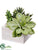 Succulent - Green - Pack of 4