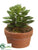 Echeveria - Green - Pack of 4