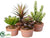 Succulent Garden - Green Burgundy - Pack of 4