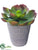 Silk Plants Direct Echeveria - Green - Pack of 6