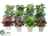 Silk Plants Direct Greenery - Assorted - Pack of 12